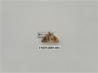 藏品(尺蛾620)的圖片